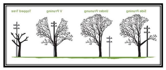 Tree side, under, and v pruning. topped tree.